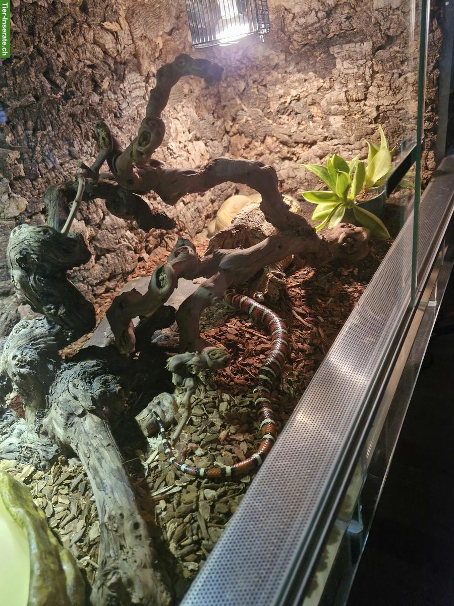 Bild 3: Königsnatter mit Terrarium + Zubehör