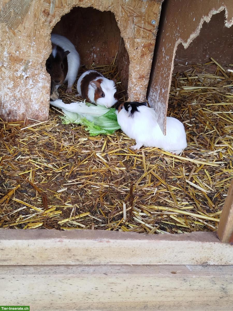 3 junge Meerschweinchen Babys zu verkaufen
