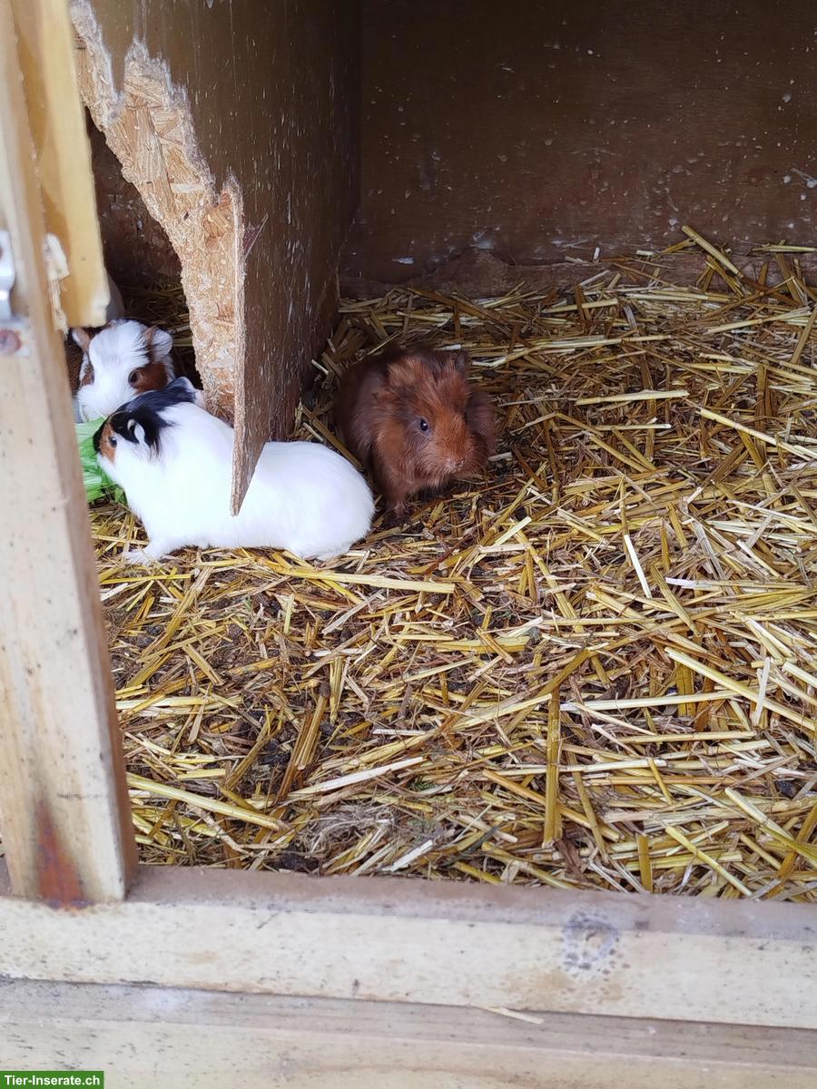Bild 2: 3 junge Meerschweinchen Babys zu verkaufen
