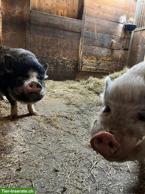 2 Schweine gemeinsam GRATIS abzugeben