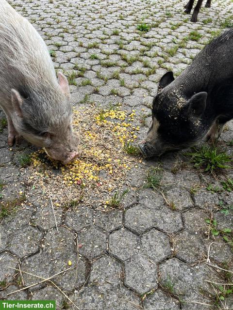Bild 2: 2 Schweine gemeinsam GRATIS abzugeben