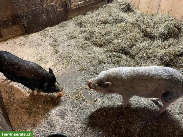 Bild 3: 2 Schweine gemeinsam GRATIS abzugeben