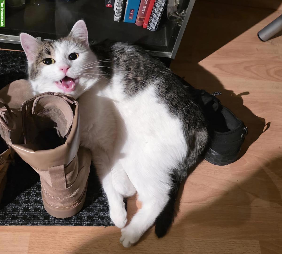 Herzige junge Mischlingskatze, verschmust