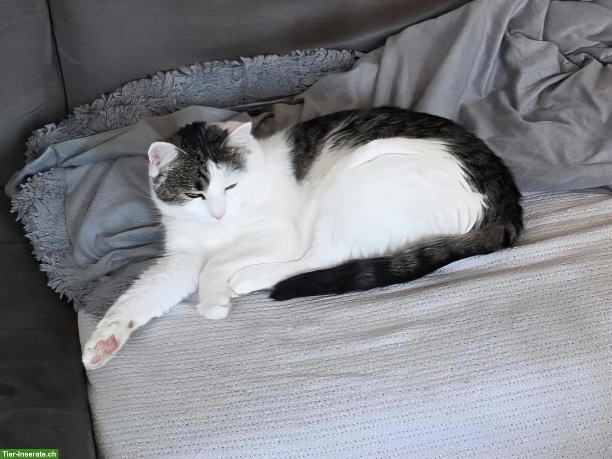 Bild 2: Herzige junge Mischlingskatze, verschmust