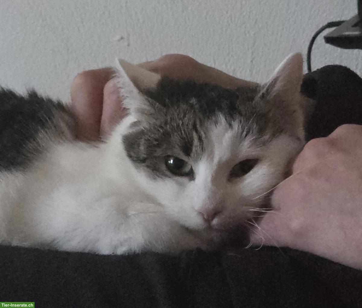 Bild 3: Herzige junge Mischlingskatze, verschmust