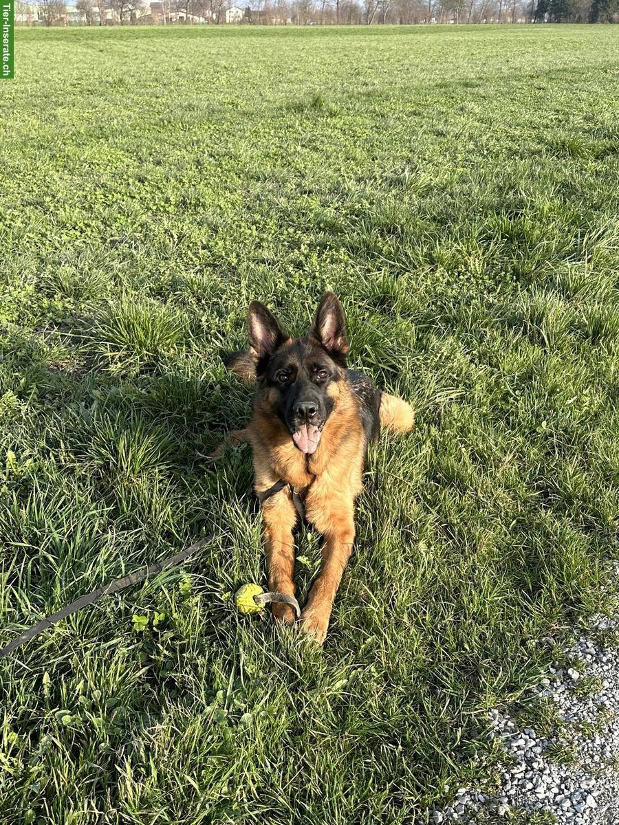 Bild 3: Deutscher Schäferhund Rüde, 4-jährig zu verkaufen
