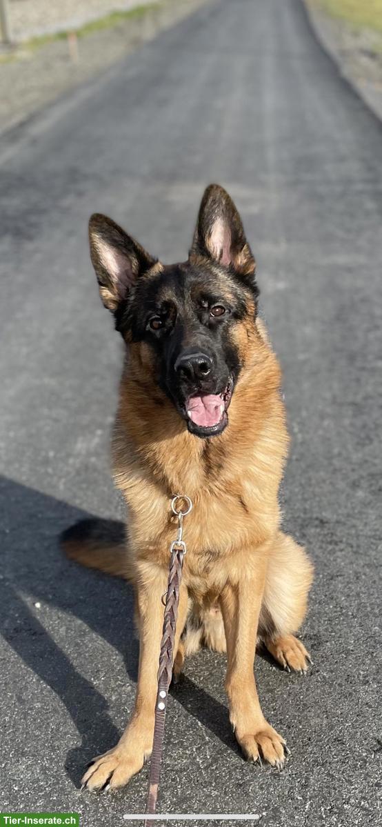 Bild 4: Deutscher Schäferhund Rüde, 4-jährig zu verkaufen