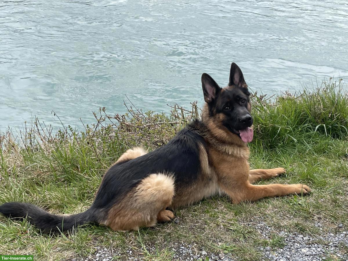 Bild 5: Deutscher Schäferhund Rüde, 4-jährig zu verkaufen