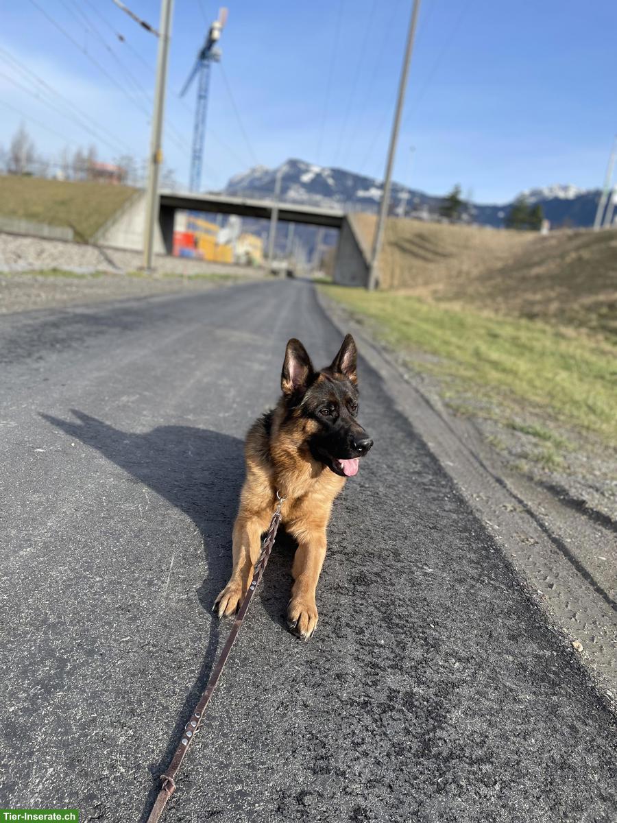 Bild 6: Deutscher Schäferhund Rüde, 4-jährig zu verkaufen