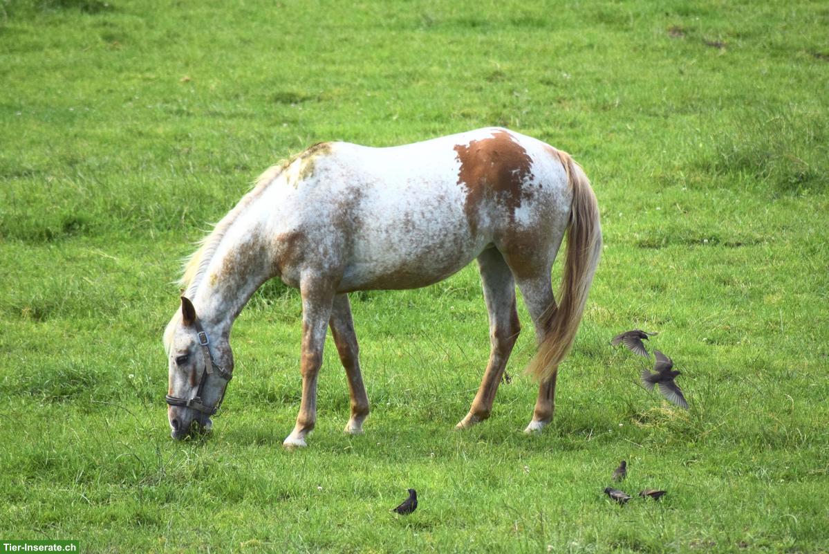 Bildhübsches Freizeitpony ans Futter