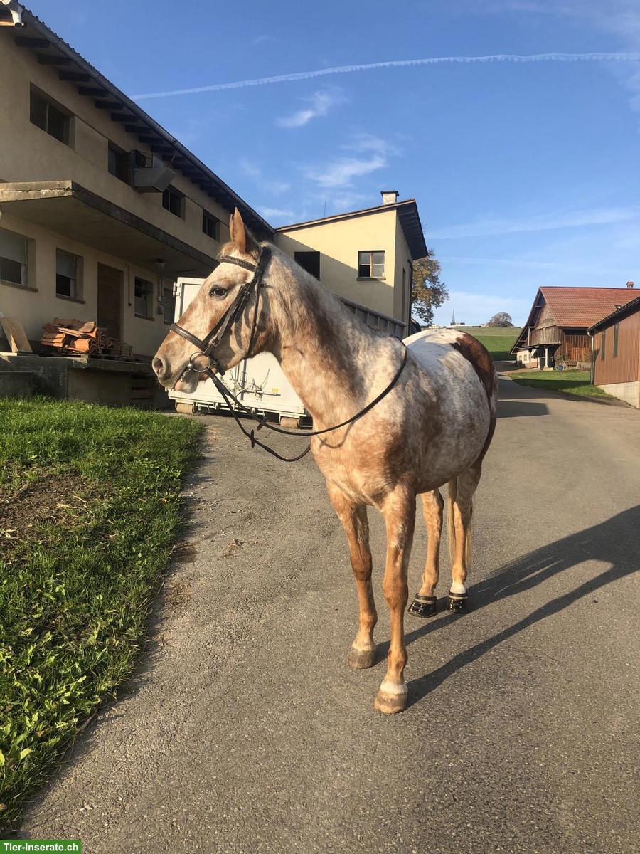 Bild 2: Bildhübsches Freizeitpony ans Futter