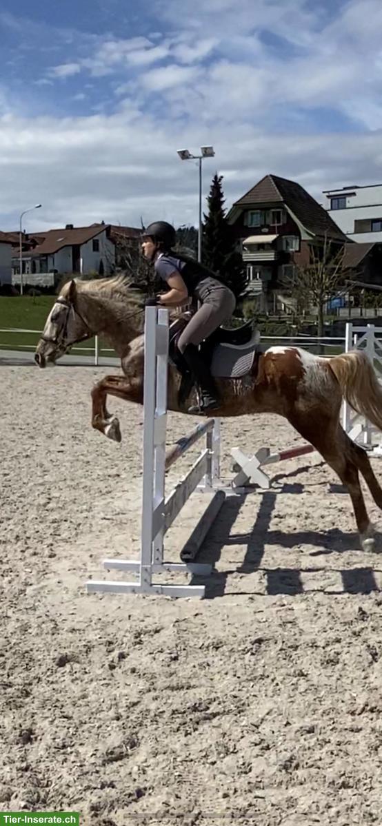 Bild 3: Bildhübsches Freizeitpony ans Futter