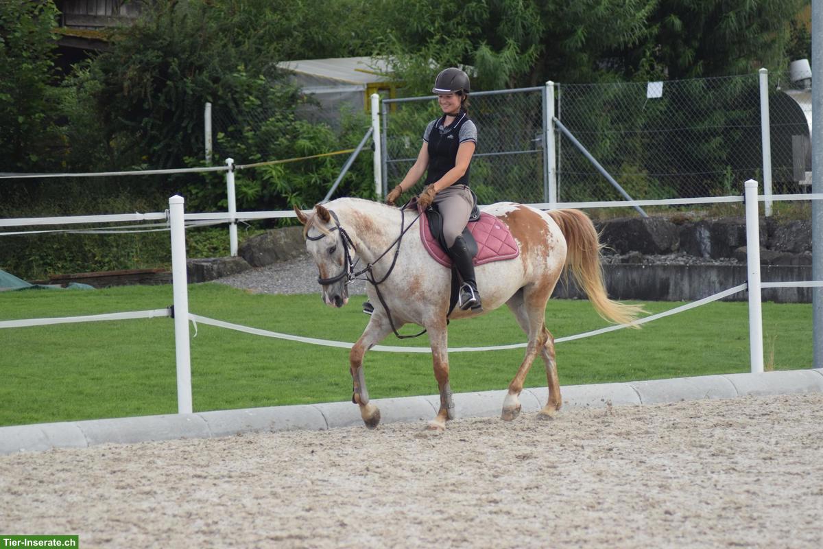 Bild 4: Bildhübsches Freizeitpony ans Futter