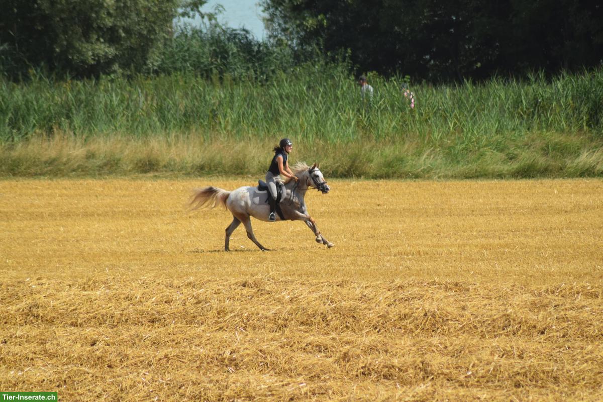 Bild 5: Bildhübsches Freizeitpony ans Futter