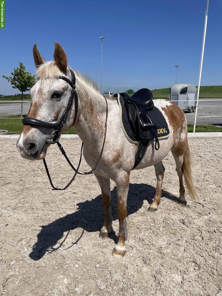 Bild 6: Bildhübsches Freizeitpony ans Futter