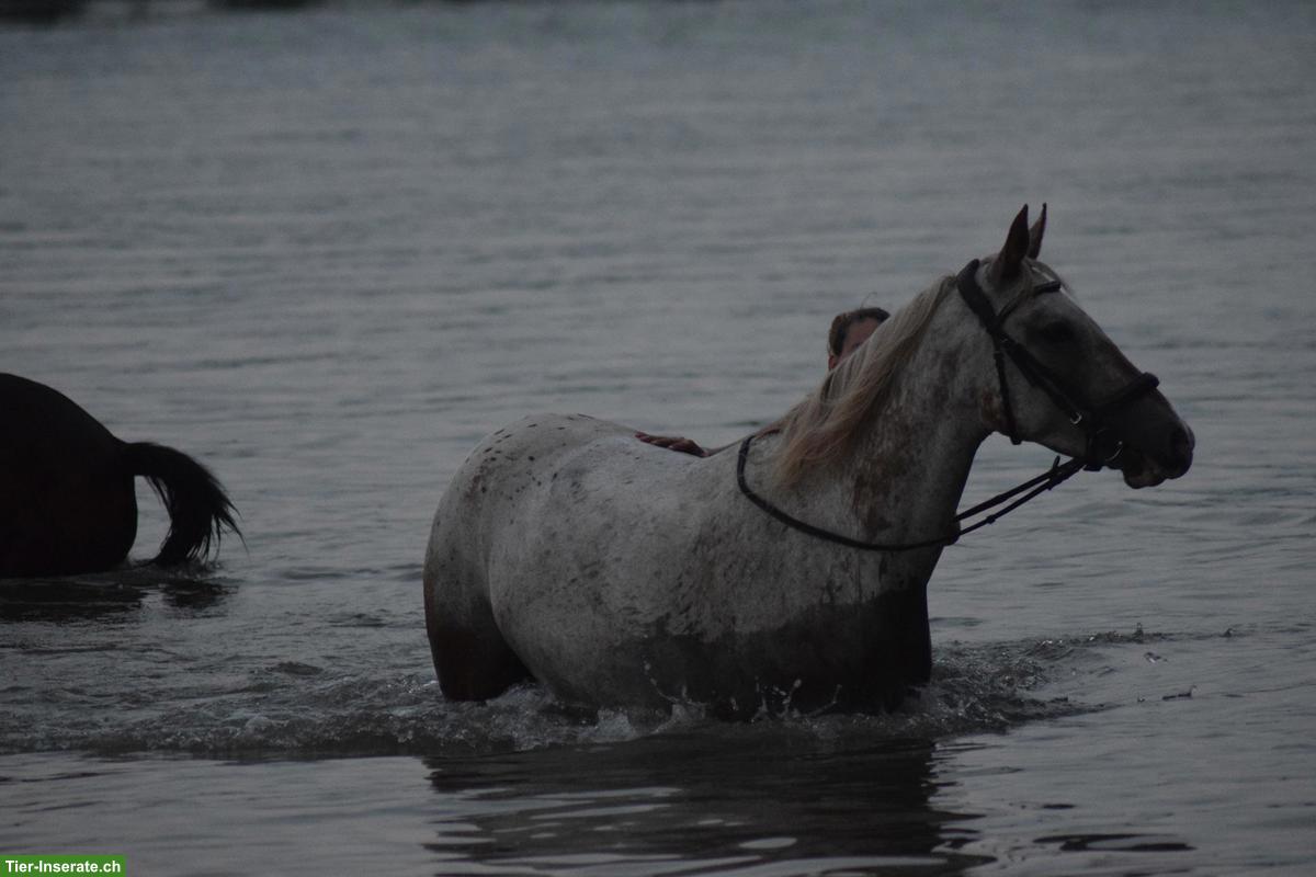 Bild 7: Bildhübsches Freizeitpony ans Futter