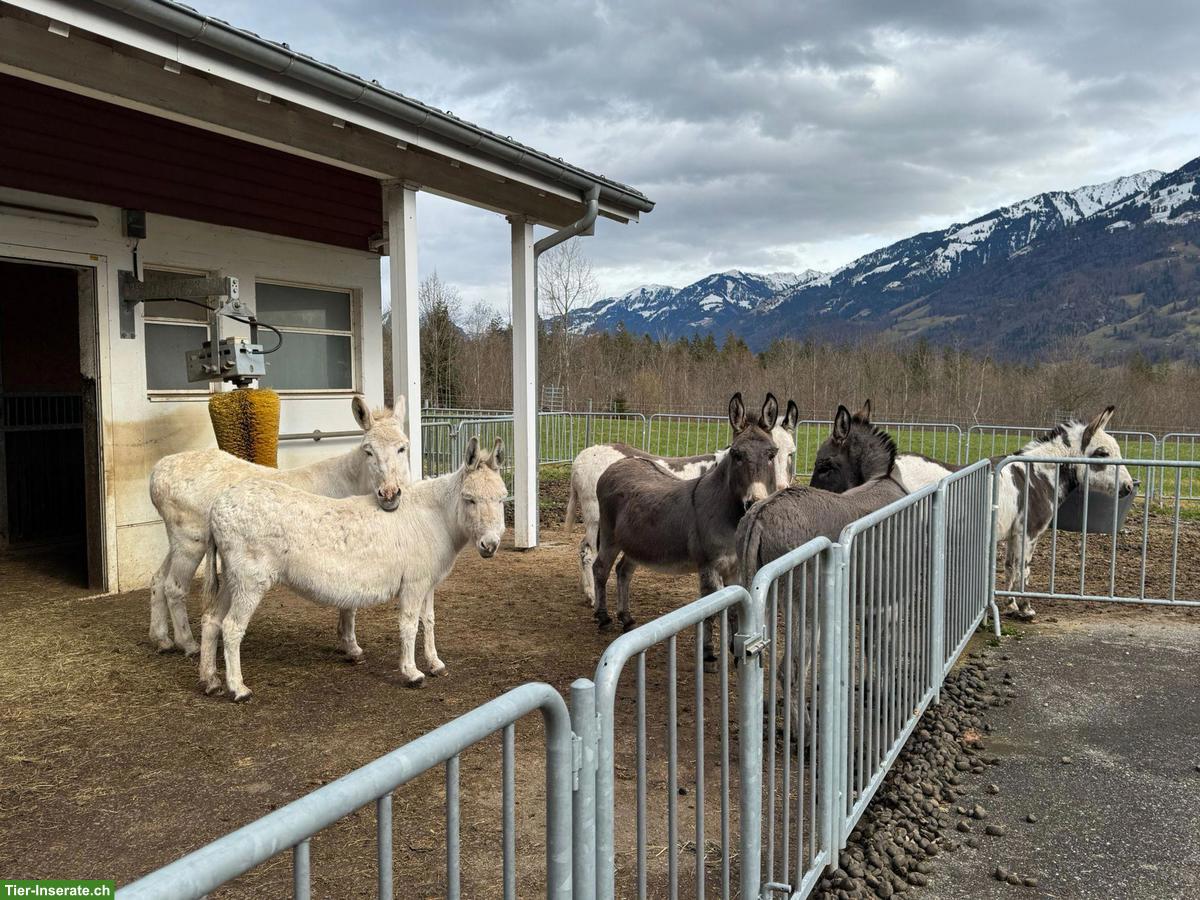Esel abzugeben, am liebsten paarweise