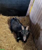 Deckbock / Zwergziegenbock von 2022