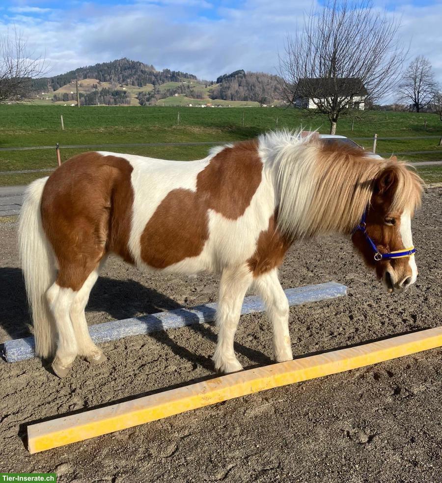 Liebevolle Islandpferd Stute zu verkaufen