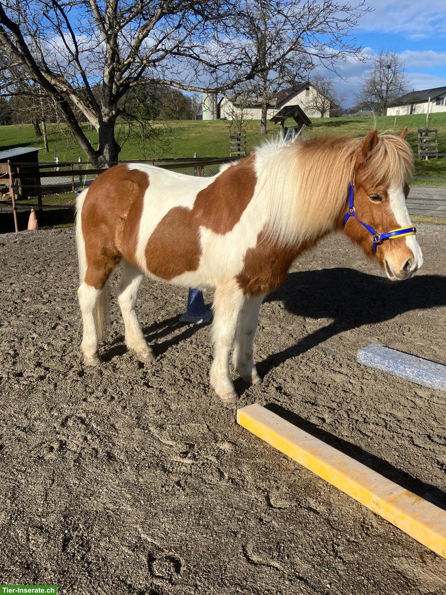 Bild 2: Liebevolle Islandpferd Stute zu verkaufen
