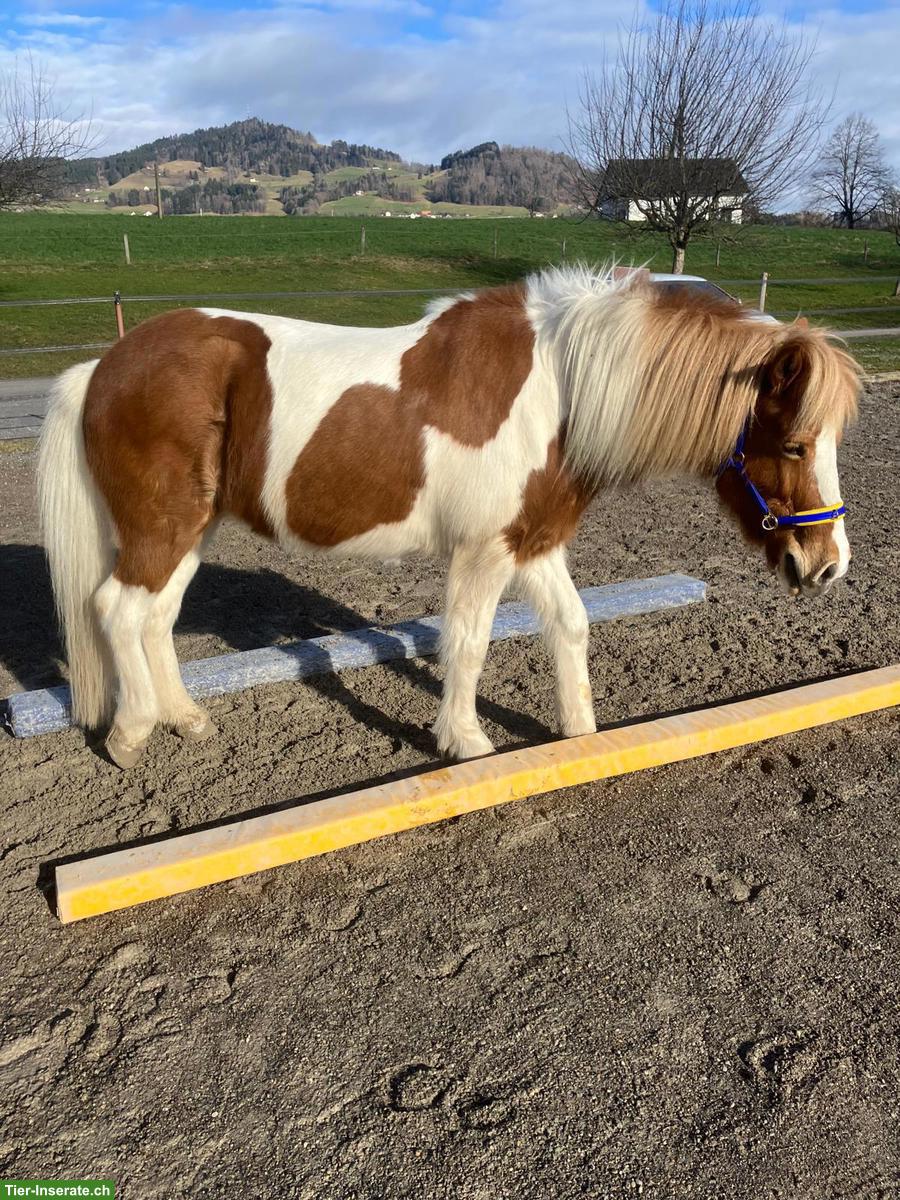 Bild 3: Liebevolle Islandpferd Stute zu verkaufen