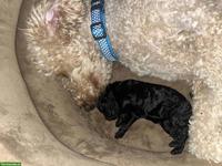 Labradoodle Welpen, Mittelgross, 5 Weibchen