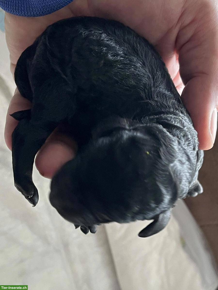 Bild 2: Labradoodle Welpen, Mittelgross, 5 Weibchen