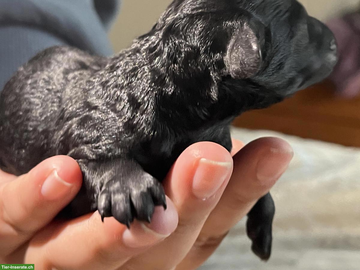 Bild 3: Labradoodle Welpen, Mittelgross, 5 Weibchen