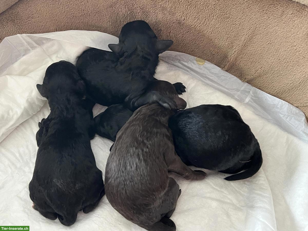 Bild 4: Labradoodle Welpen, Mittelgross, 5 Weibchen