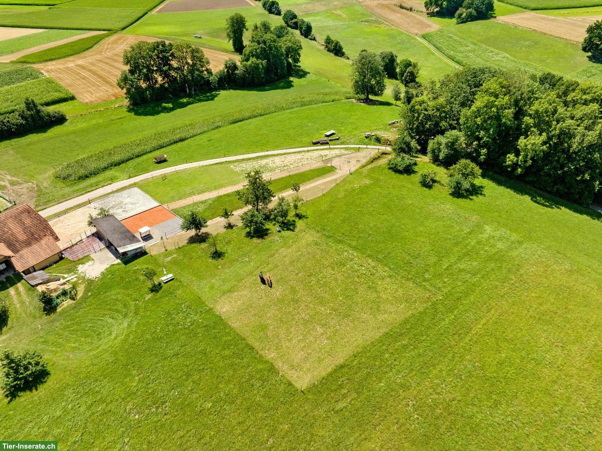 Stallplatz frei in Kriechenwil für teamfähiges Pferd-Mensch-Duo