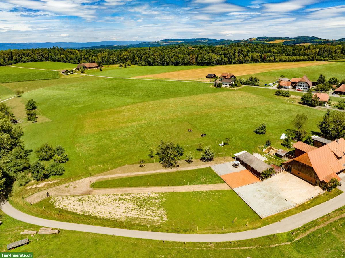 Bild 2: Stallplatz frei in Kriechenwil für teamfähiges Pferd-Mensch-Duo