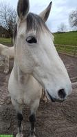 Reitbeteiligung in Wangen für Lusitano Wallach