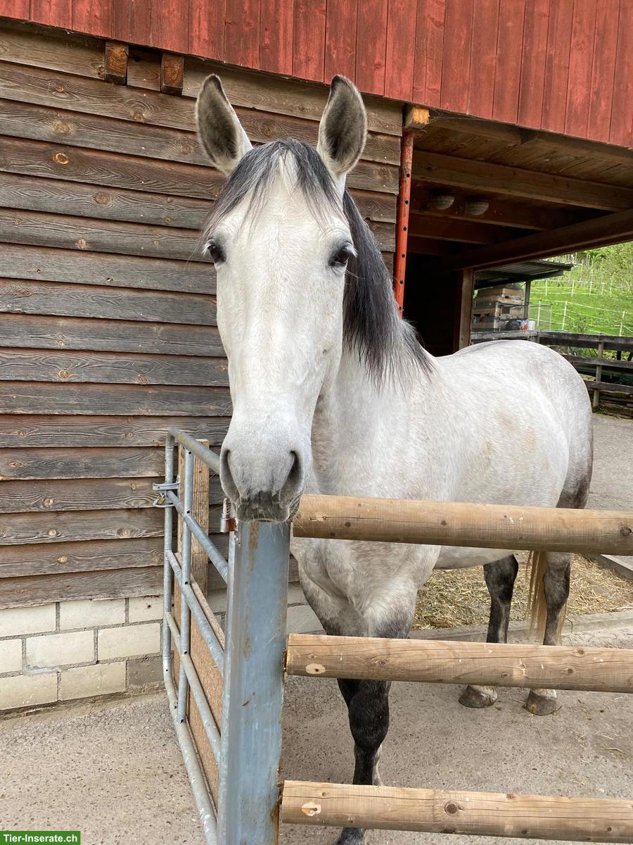 Bild 3: Reitbeteiligung in Wangen für Lusitano Wallach
