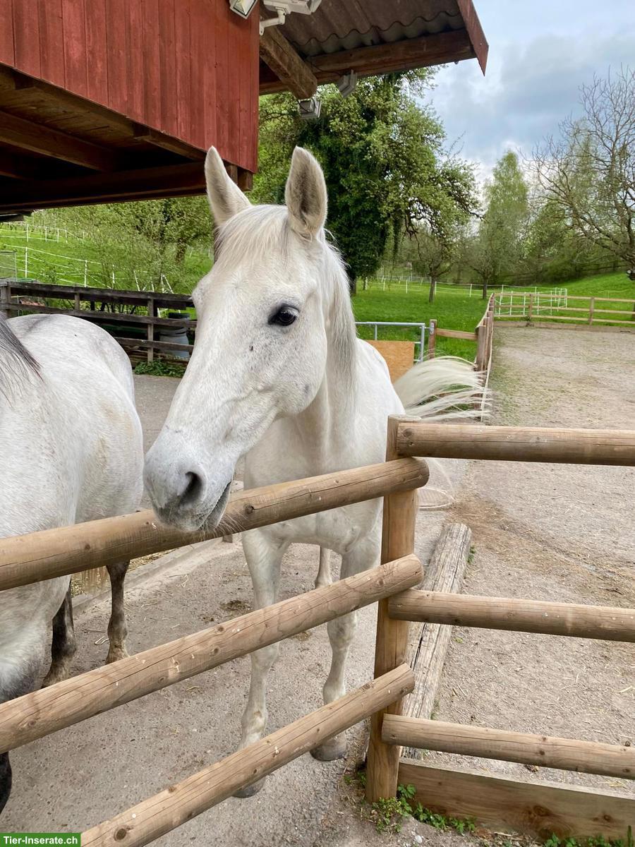 Bild 4: Reitbeteiligung in Wangen für Lusitano Wallach