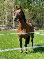 Schweizer Warmblut Wallach 14-jährig sucht Lebensplatz