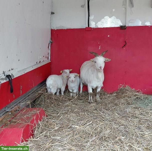 2 junge Zwergziegen Böckli