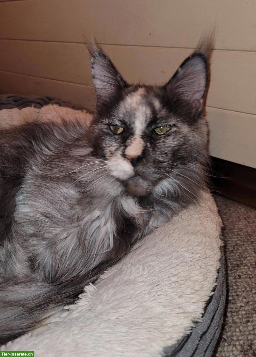 Maine Coon Katze sucht ein Zuhause als Einzelkatze