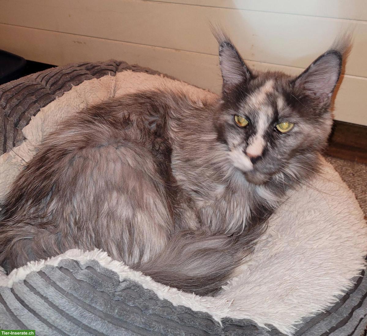 Bild 2: Maine Coon Katze sucht ein Zuhause als Einzelkatze