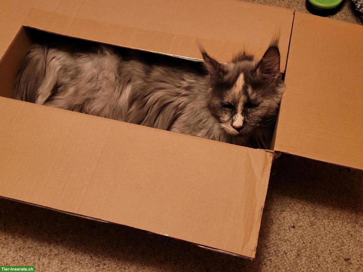 Bild 3: Maine Coon Katze sucht ein Zuhause als Einzelkatze