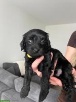 2 Maltipoo / Bolonka Welpen, Rüden zu verkaufen