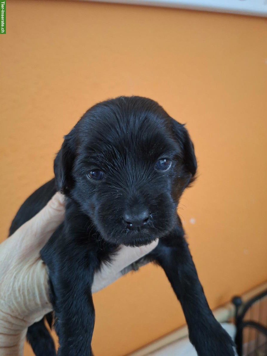 Bild 4: 2 Maltipoo / Bolonka Welpen, Rüden zu verkaufen
