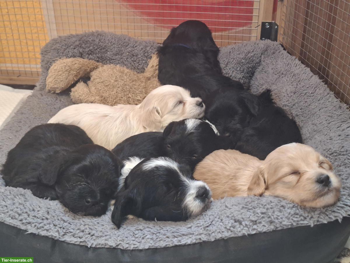 Bild 5: 2 Maltipoo / Bolonka Welpen, Rüden zu verkaufen