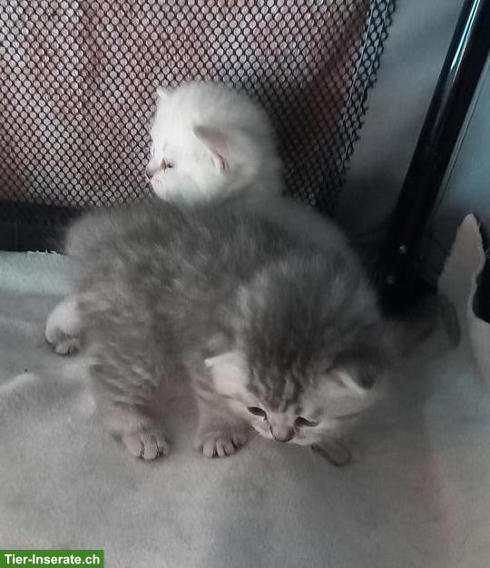 BKH Kitten Wurf, männlich + weiblich, stubenrein