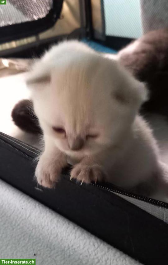 Bild 2: BKH Kitten Wurf, männlich + weiblich, stubenrein