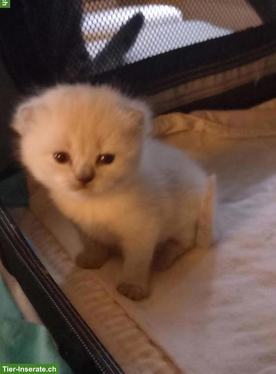 Bild 3: BKH Kitten Wurf, männlich + weiblich, stubenrein