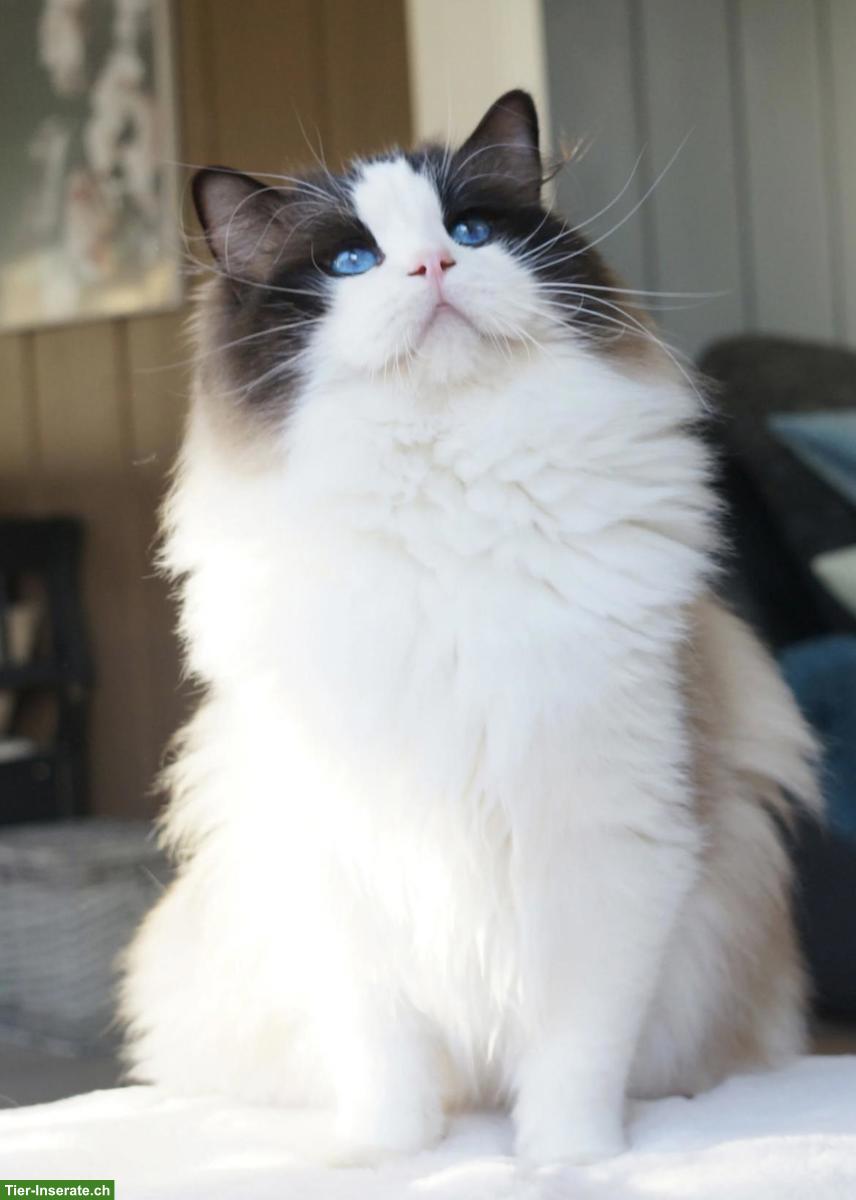 Suche Ragdoll Deckkater in Seal Bicolor