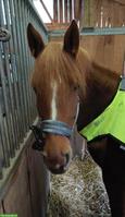 Reitbeteiligung auf Andalusier Mix Stute im Zürcher Oberland