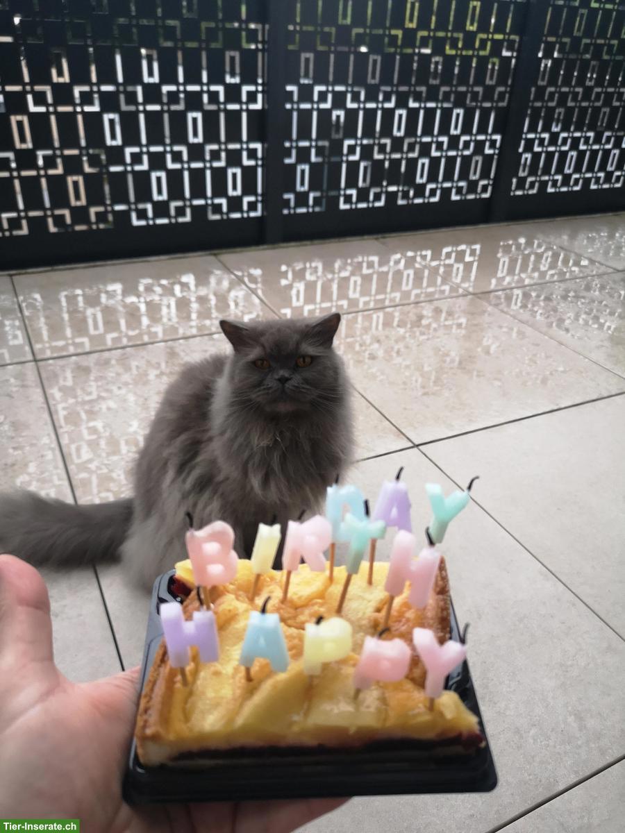 Britisch Langhaar Hauskatze, weiblich, 6-jährig