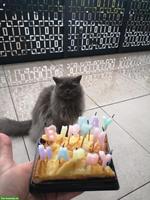 Britisch Langhaar Hauskatze, weiblich, 6-jährige