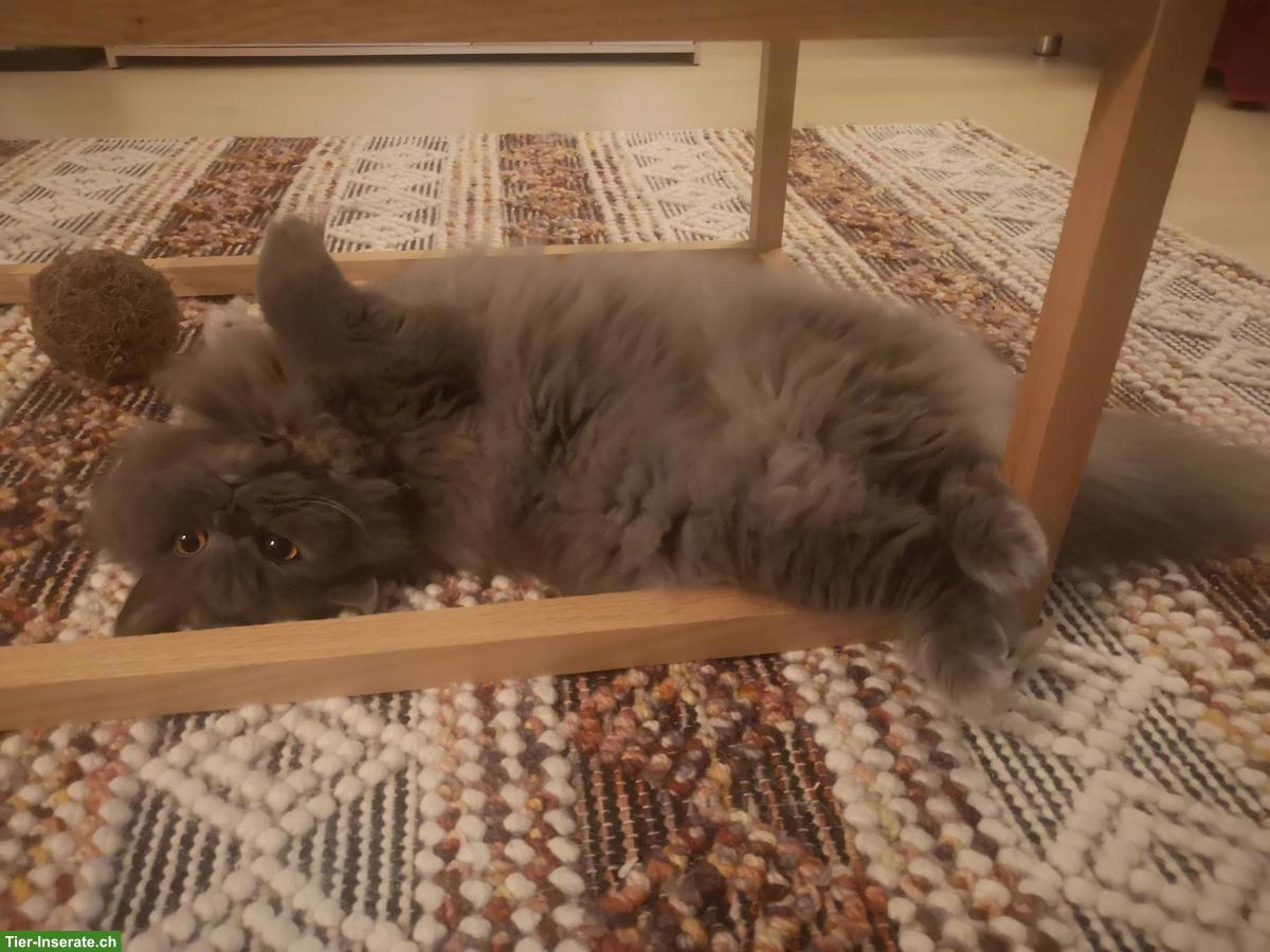 Bild 2: Britisch Langhaar Hauskatze, weiblich, 6-jährig